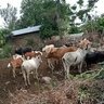 nyamasaka