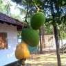 kibunange