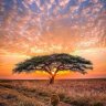 TATA MKURIA