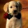 cute-cute