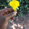 Adonia chibehe