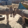 Donkey
