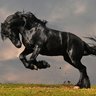 DARK HORSE