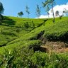SARAS FARMS TANZANIA