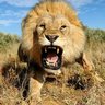 Simba Asiyefugika