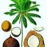 suma Nongwa