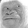 che wa Tz