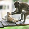 HOP HOPPER