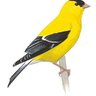 BIBOR