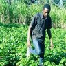 orlestace