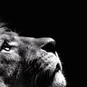 rai lion