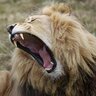 king jacob