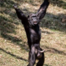 Mwakapumbu