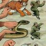 A wonderful creature