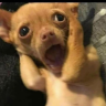 Mbomozo