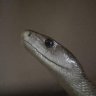 blackmamba7