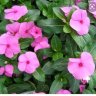 Periwinkle