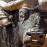 Mburia