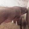 pigzz