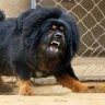 BIG DOGG