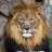 SIMBA DUME