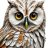 City Owl