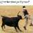 ngota wa nzambe