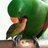 Green Bird