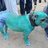BLUE DOG