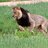 PANTHERA LEO