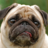 lidog