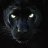 The black panther