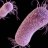 Pseudomonas