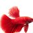 The Fishport Prince